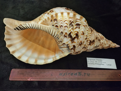 Харония Тритонис 250--390 мм