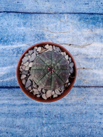 Euphorbia Obesa (Эуфорбия)