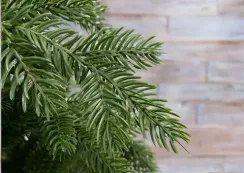 Ель Купеческая, 100% литая хвоя, 185 см., Black Box (74576)