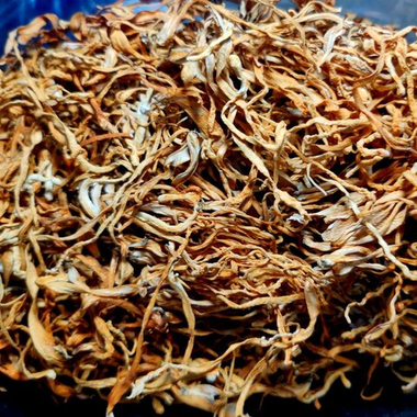 Кордицепс, гриб