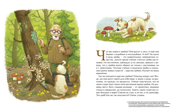 Грибное царство