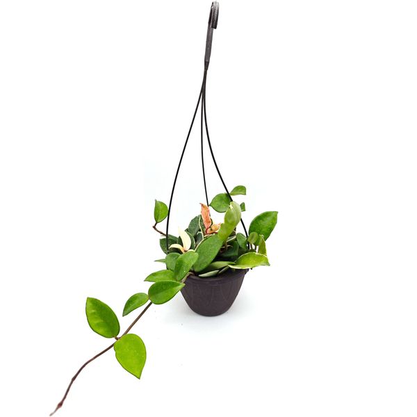 Хойя Карноза «Кримсон Куин» вариегатная