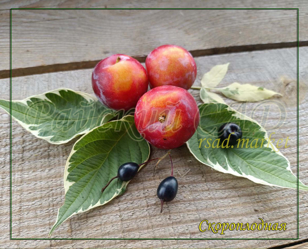 Слива Скороплодная