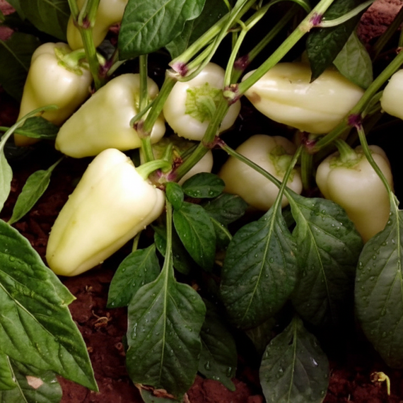 ХАСКИ F1 семена перца сладкого (Enza Zaden | Alexagro) – фото 5