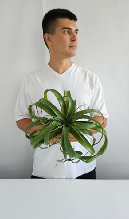 Тилландсия / Арт 8025