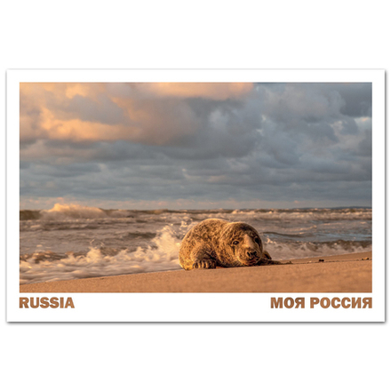 Детёныш балтийского тюленя на берегу Балтийского моря, город Балтийск