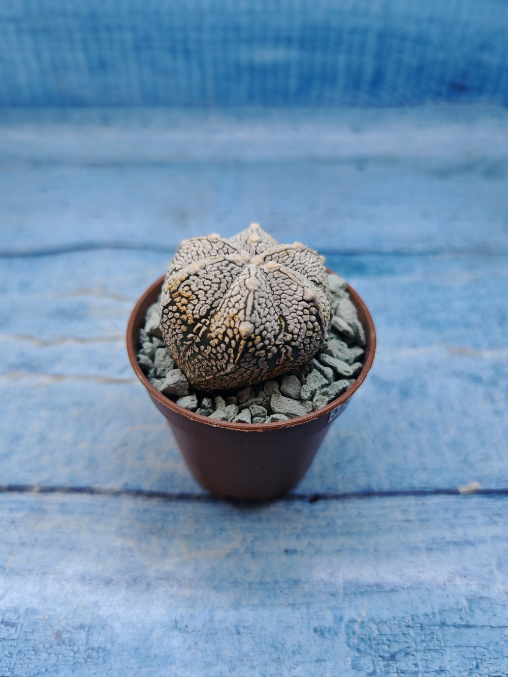 Astrophytum Asterias "Super Kabuto" (Астрофитум)