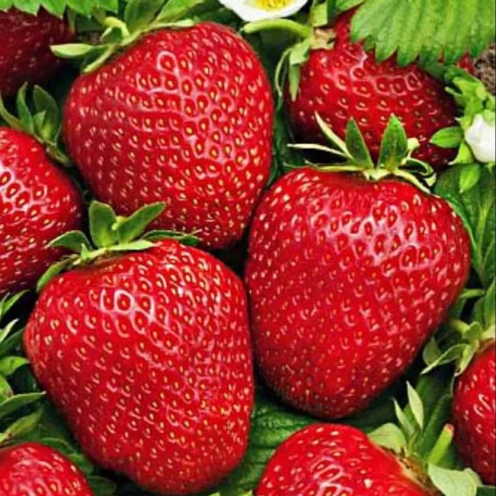 Земляника Искушение ремонтантная