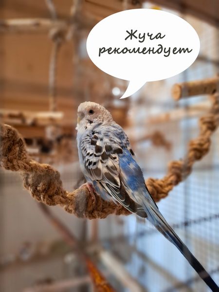 Джутовые канаты для попугаев