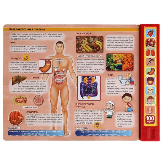 Моё тело. 100 звуков. (10 зв.кнопок, 100 звуков) 233х302мм 10 стр Умка
