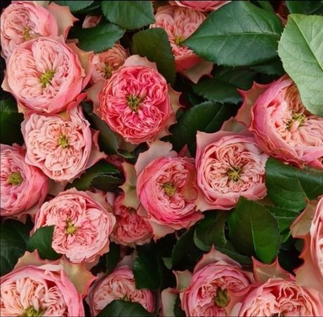 Нортенгерское Аббатство (Northanger Abbey)