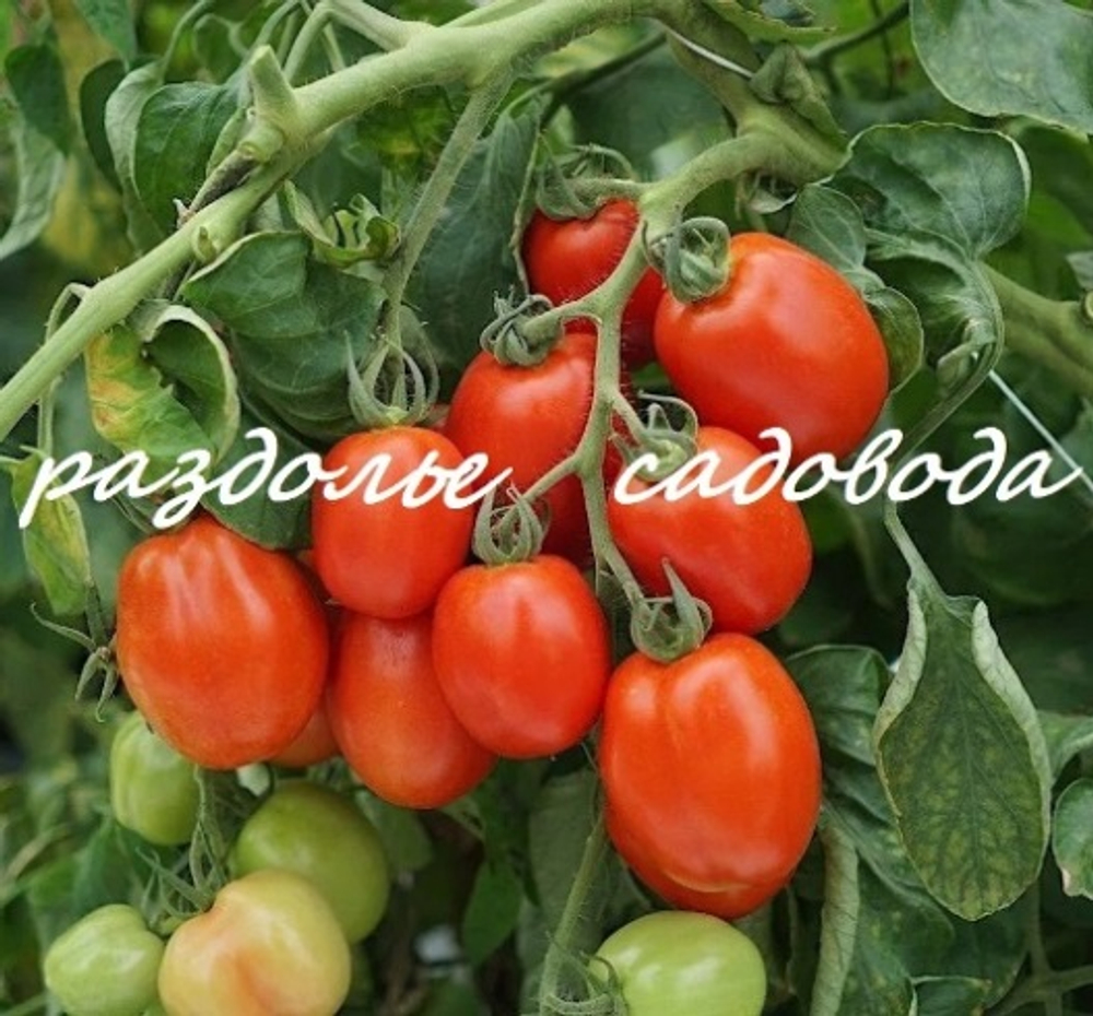 Томат детерминантный Богач (цена за 6шт)