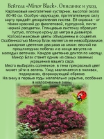 Вейгела Минор Блэк тёмнолистная
