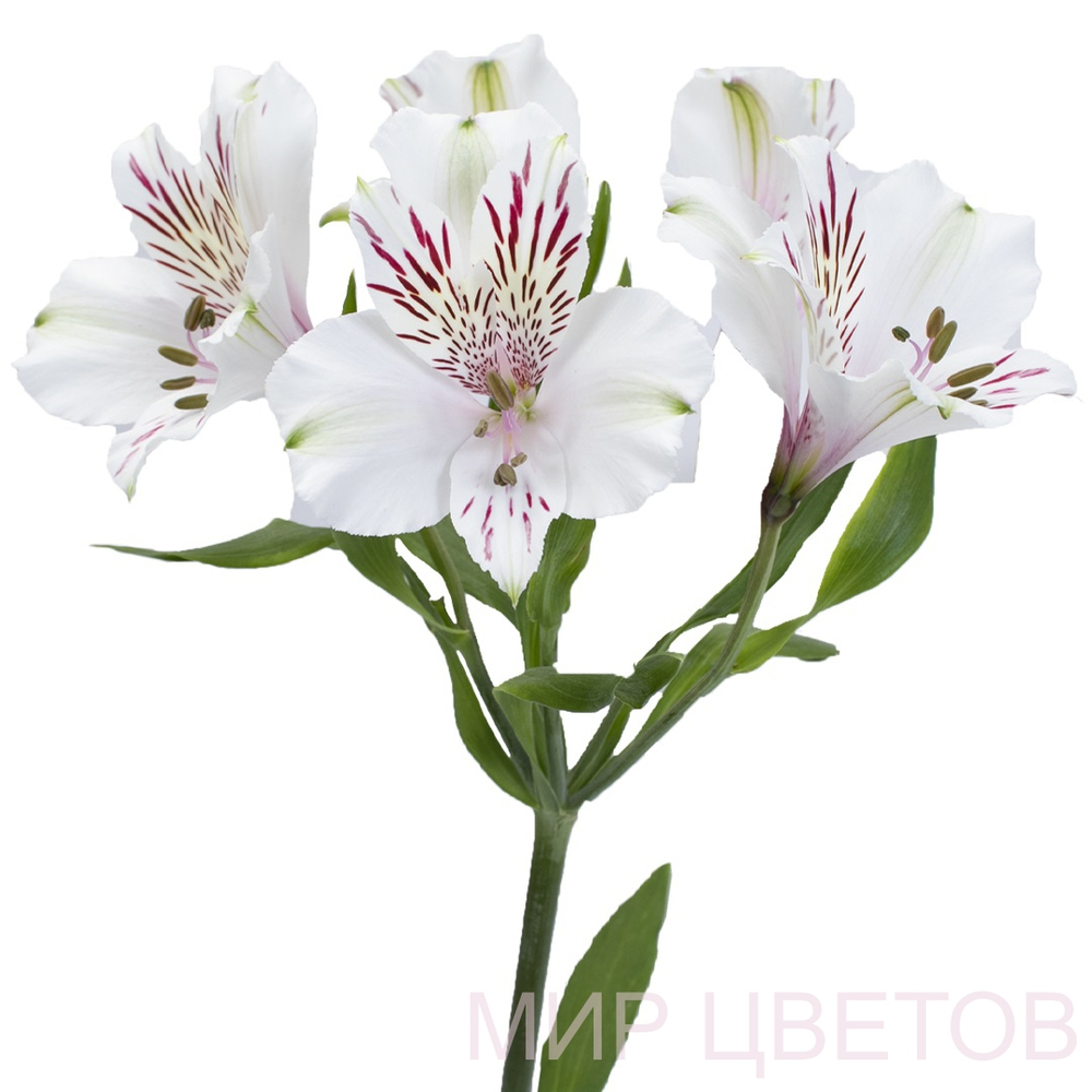 Альстромерия перфекшн белая