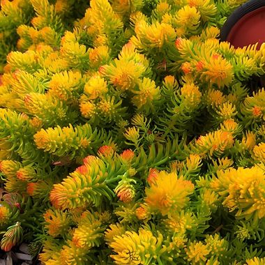 37117 Делосперма SANDGEM Purple (Весна 2026)