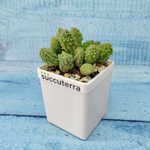 Adromischus Marianiae Lime Drops (Адромискус)