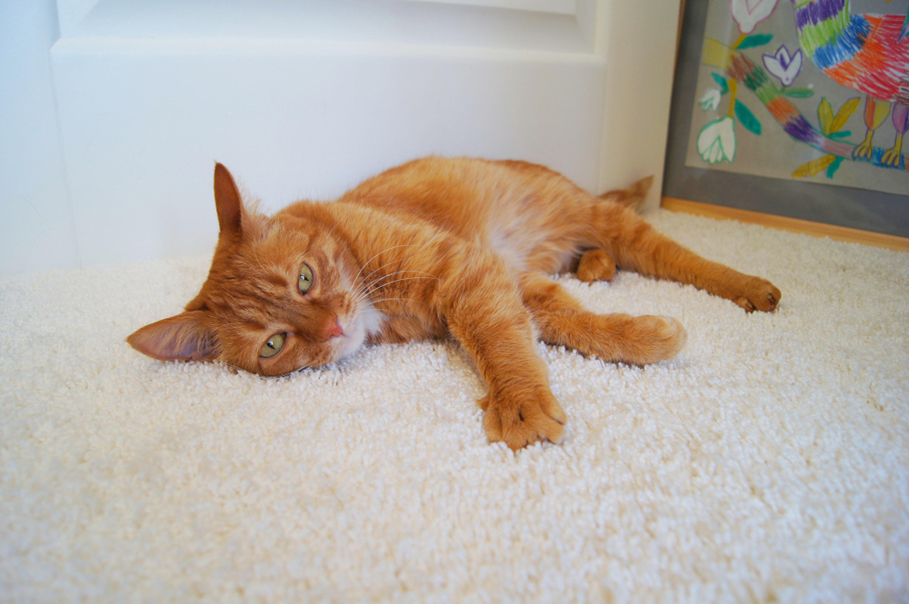 Ковролин с разрезным ворсом Песок, м2