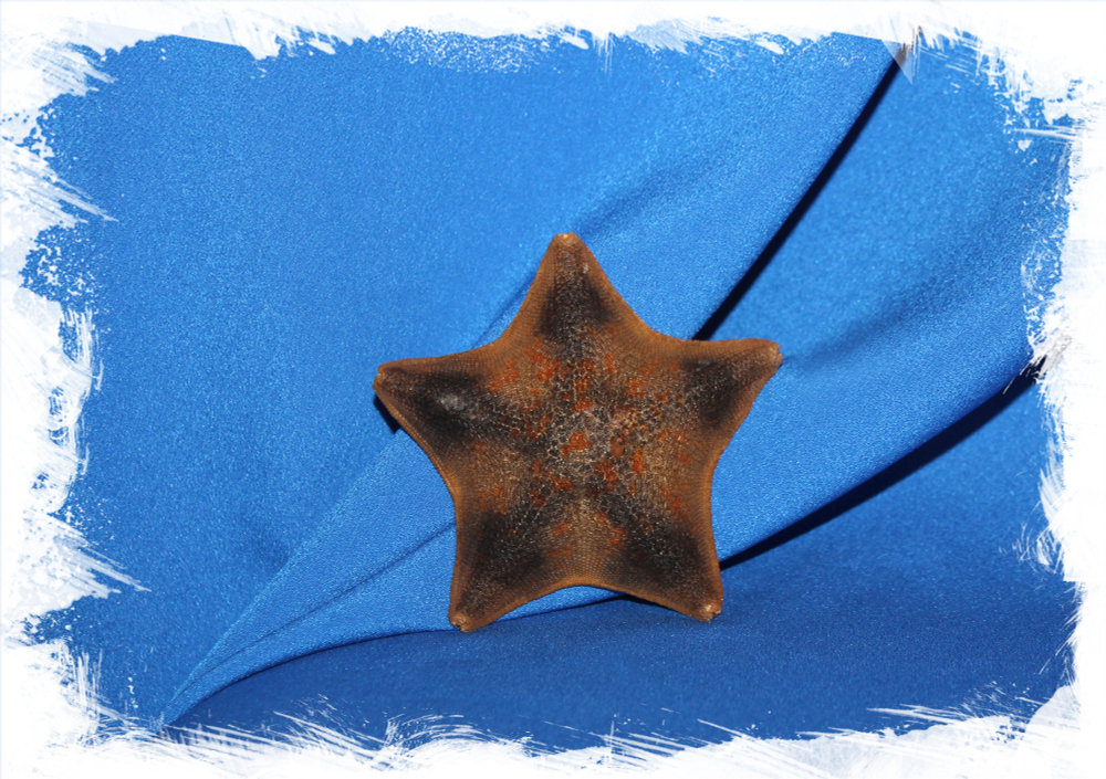 Сушеная морская звезда Патирия Гребешковая, Patiria pectinifer для декора