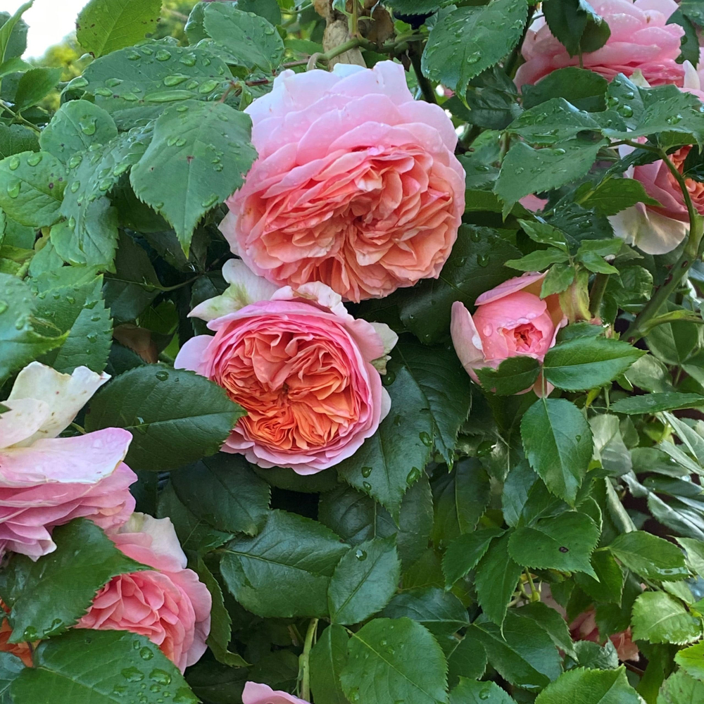 Роза шраб "Chip & Dale"