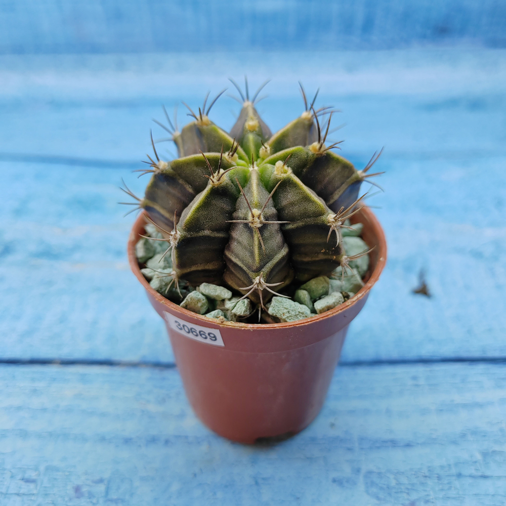 Gymnocalycium Friedrichii (Гимнокалициум)