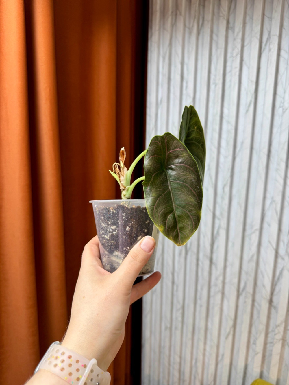 Алоказия Азлани, D9см Н20см, 1шт, Urban Jungle (2962)