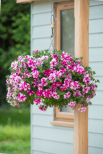 ЕВРО Petunia TUMBELINA Rosy Ripple неукор черенок ноябрь 2025