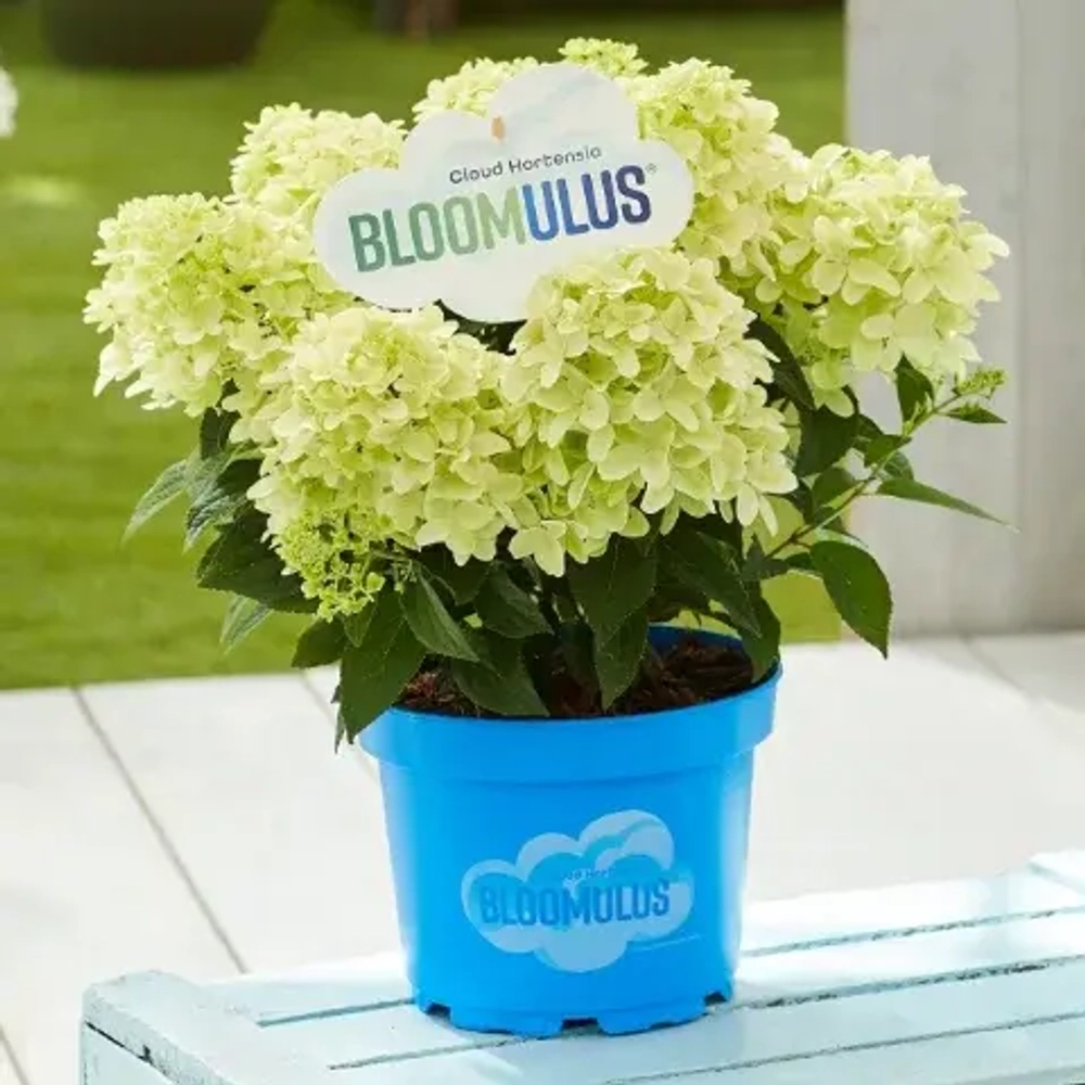 Нимбус Облачная серия (Bloomulus Nimbus) р9 (0.5л.) ИЮЛЬ 2026 г.