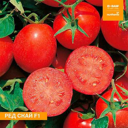 Семена томата Ред Скай F1, Nunhems, 5 шт.