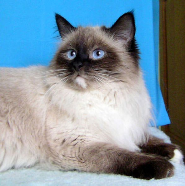 Невская маскарадная кошка Невская маскарадная кошка