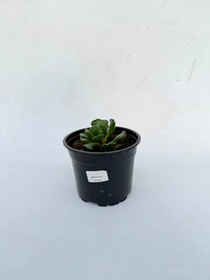 Адромискус кристатус д. 12 СП