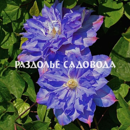 Клематис крупноцветковый Блю Экспложен