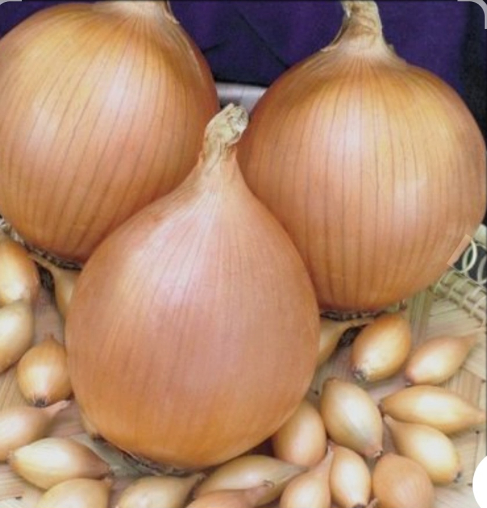 Лук Камперо F1 - 100 000 семян