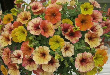 Петуния Supertunia Mango Madness ЕВРО укорененный черенок ЯНВАРЬ 26