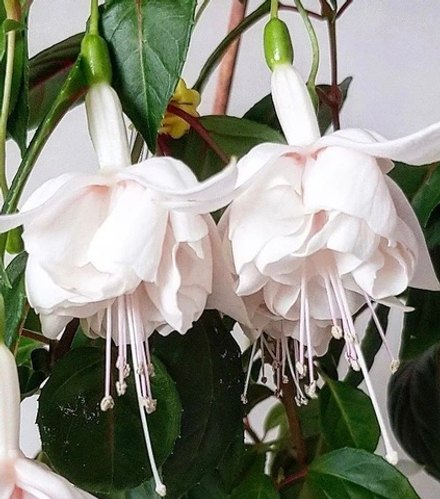 Фуксия White King