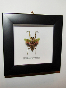 Богомол индийский цветочный в рамке