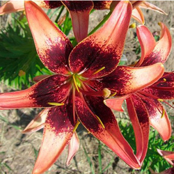 Лилия Уистлер