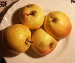 Яблоня Цзян-цзы-Цзян