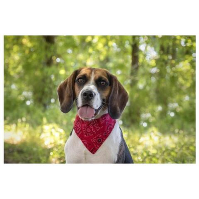 Ошейник для собак Flamingo Pinto M, красный