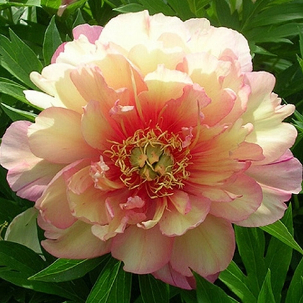 Пион Itoh Julia Rose (корень 3/5 почек)