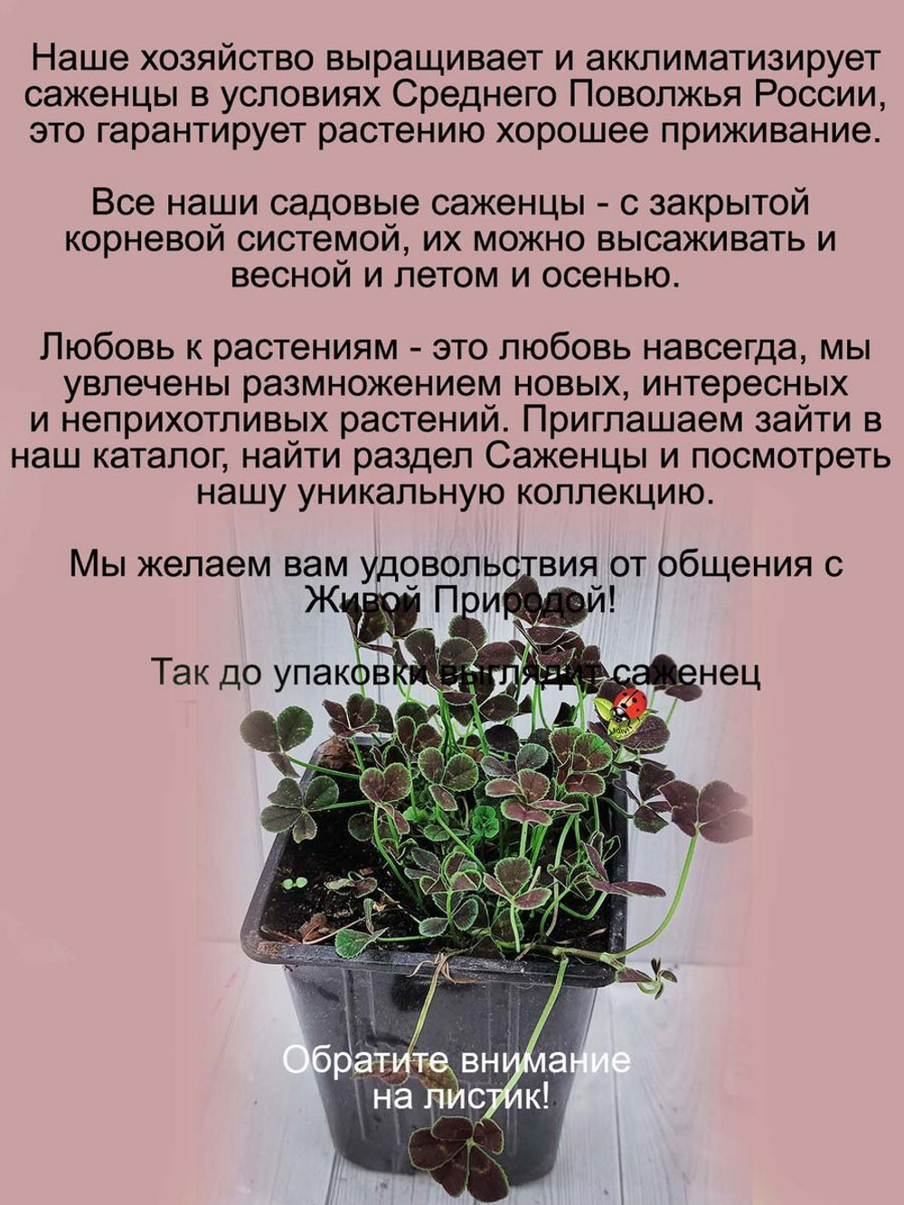 Клевер  Пентафиллум самый счастливый многолетний