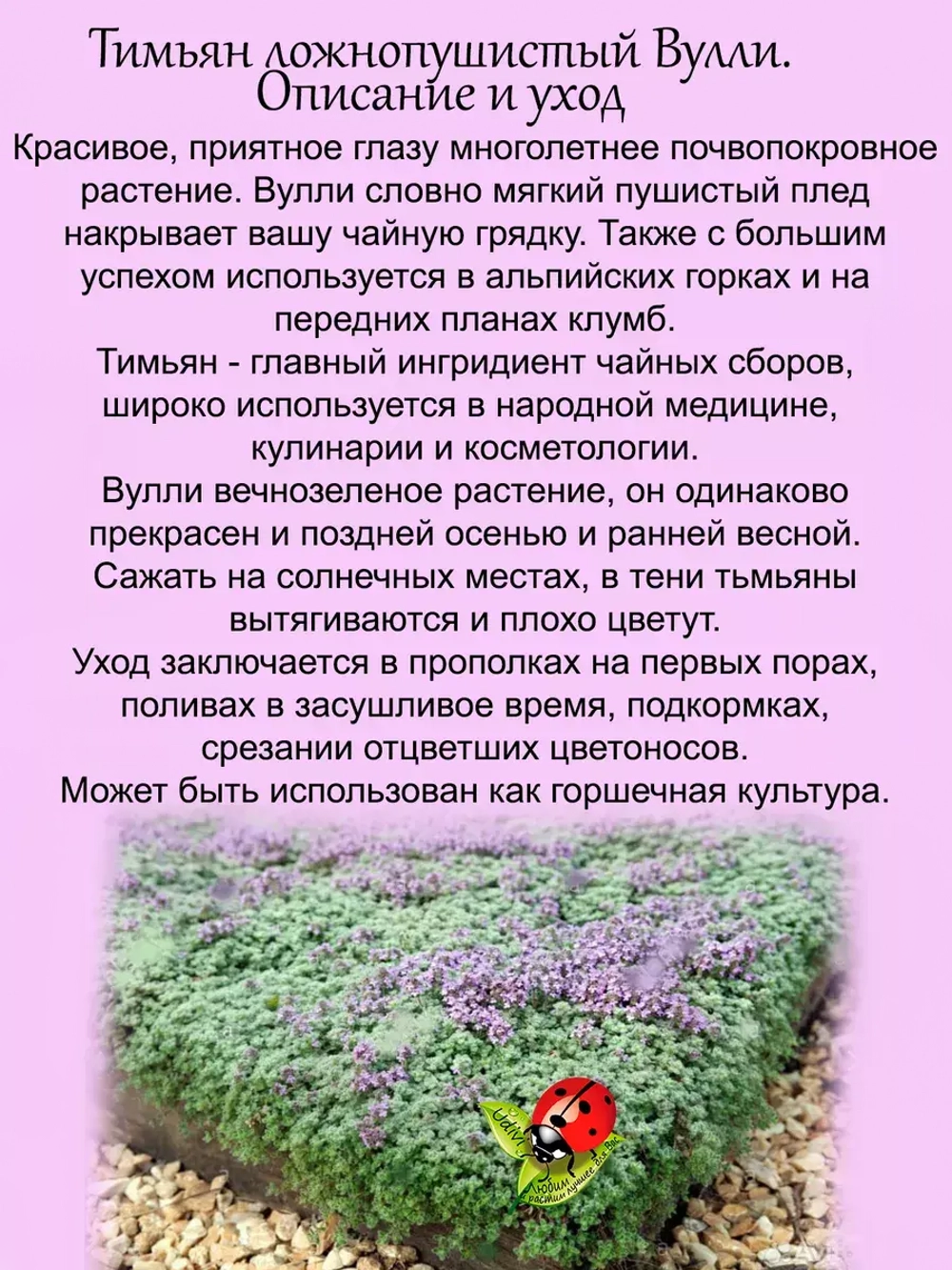 Тимьян Вулли чабрец многолетний
