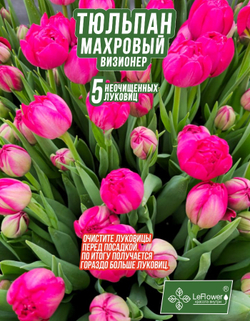 Тюльпан Луковица, Визионер, 5+шт