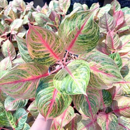 Аглаонема JULIE