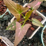 Сингониум ORM NAK PUM PINK SPLASH CHOCOLATE