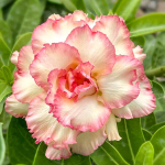 Адениум обесум GAO GLAI / UNCLE TU