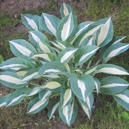 Хоста  Пинап