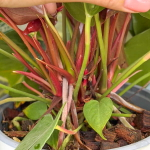 Антуриум Андре CORAL CHAMP (H71)