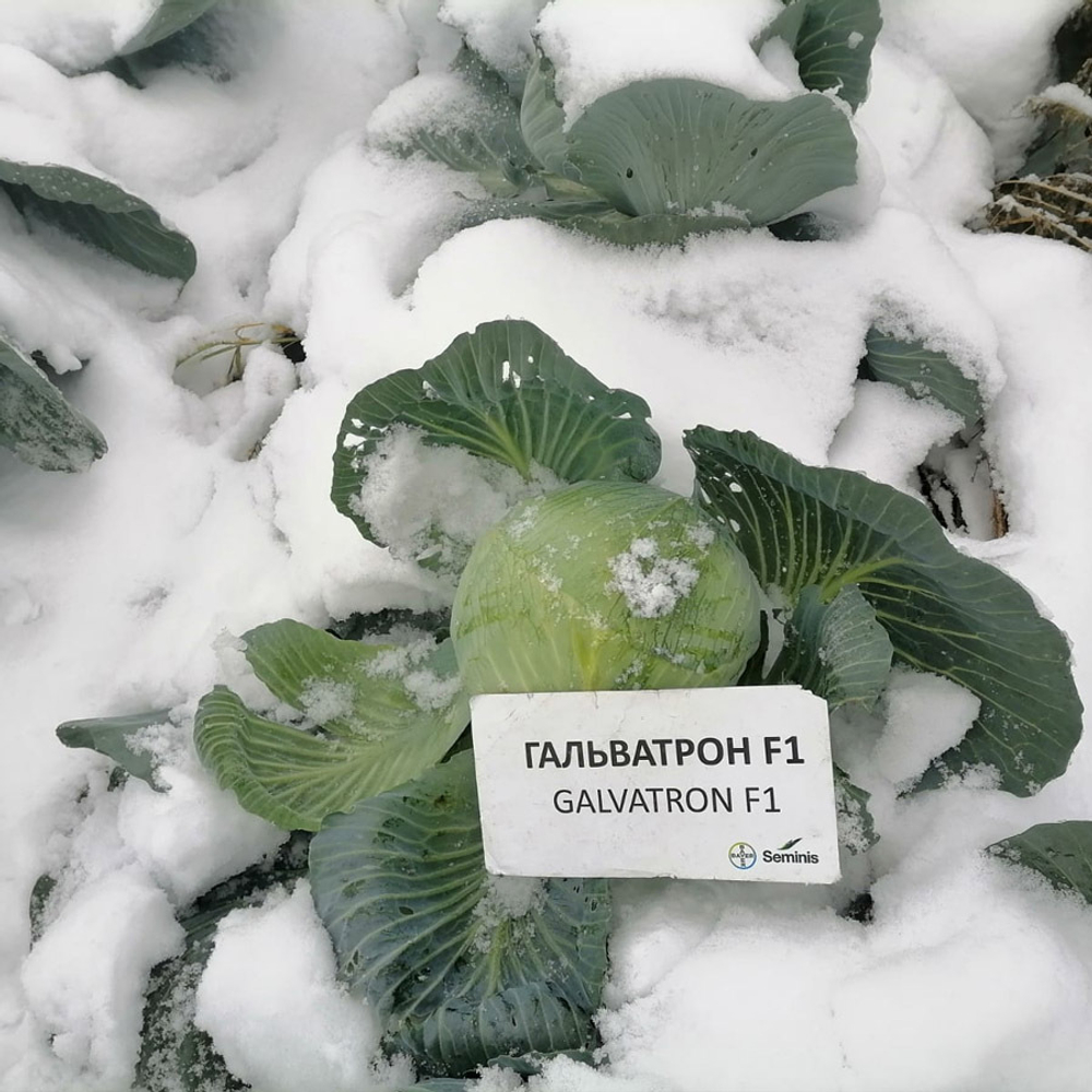Гальватрон F1 семена капусты белокочанной (Seminis / Семинис)