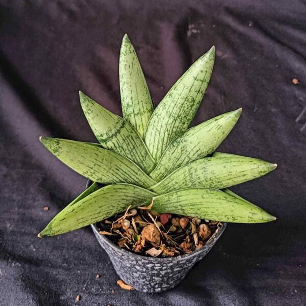 Сансевиерия ROOKIE