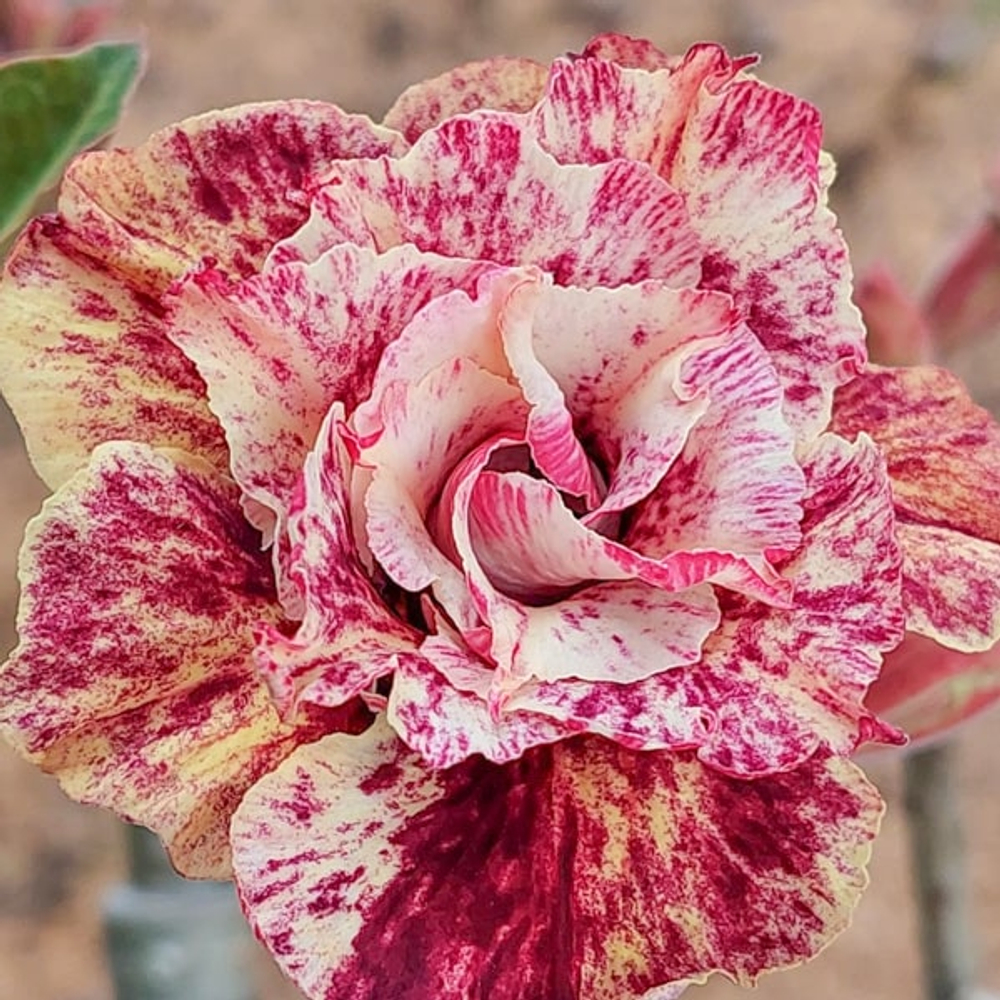 Адениум обесум 368